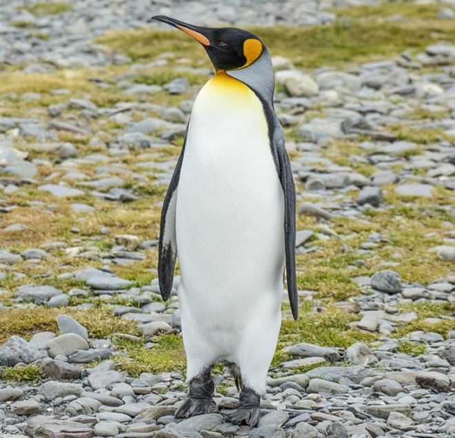 27 Amazing Penguin Species From Around The World | Funzug.com