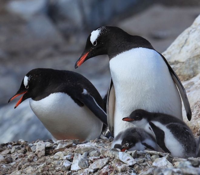 27 Amazing Penguin Species From Around The World | Funzug.com