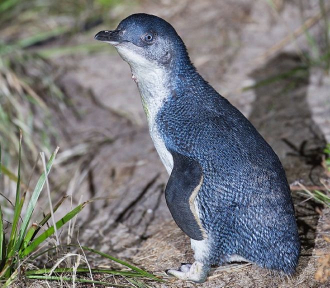 27 Amazing Penguin Species From Around The World | Funzug.com