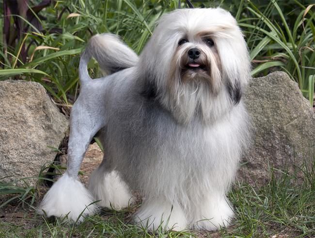 20 Rarest Dogs Breeds Around The World | Funzug.com