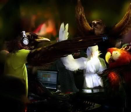 birds_rule_15.jpg